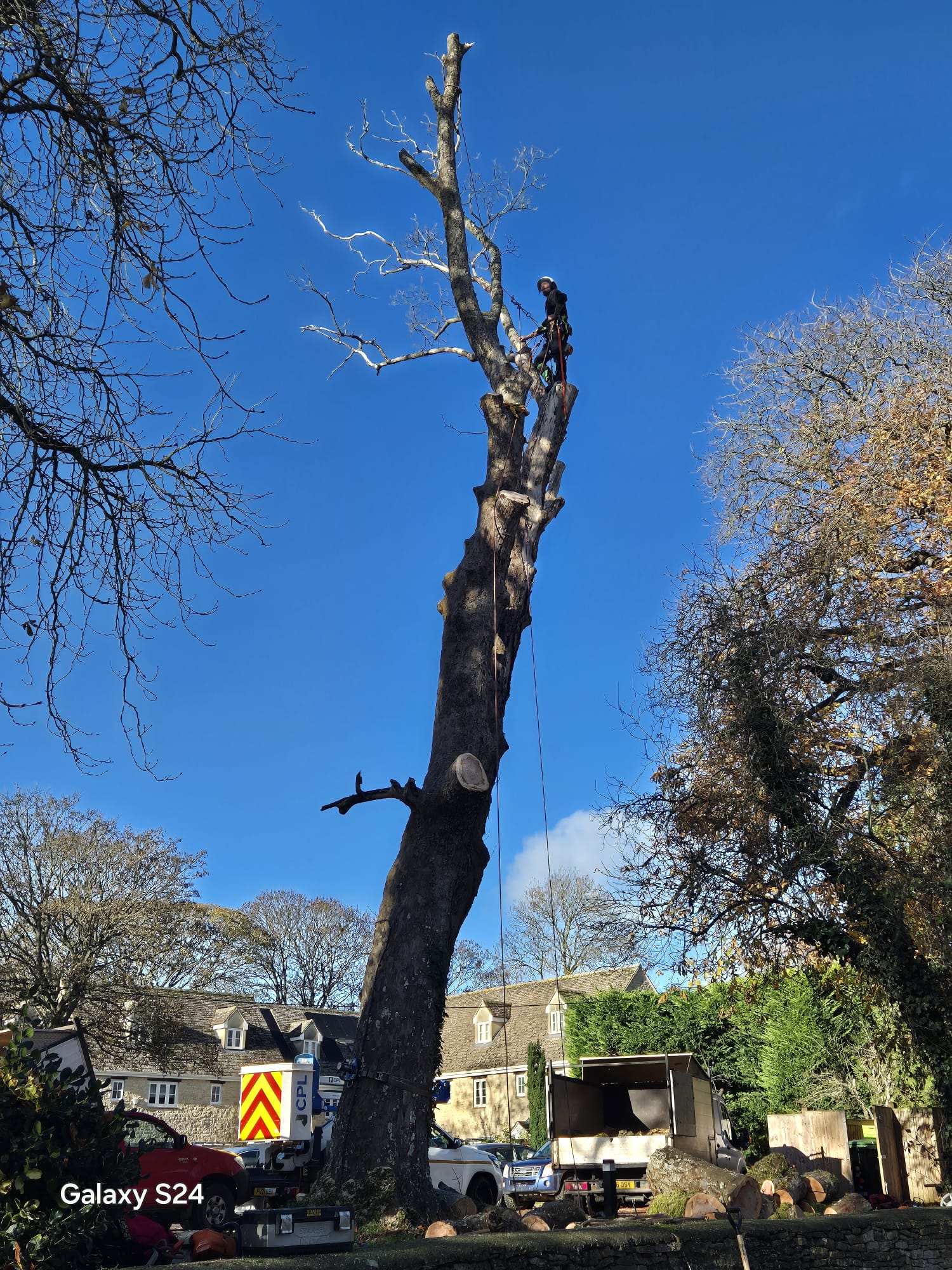Partly dismantled roadside tree during a felling operation beside a village lane